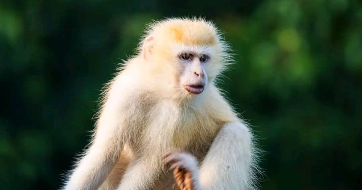 Un singe albinos au parc des Virunga
