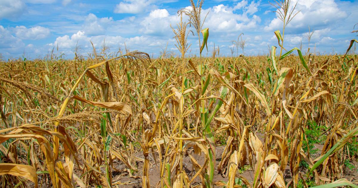 Une plantation dans la province du Kwango