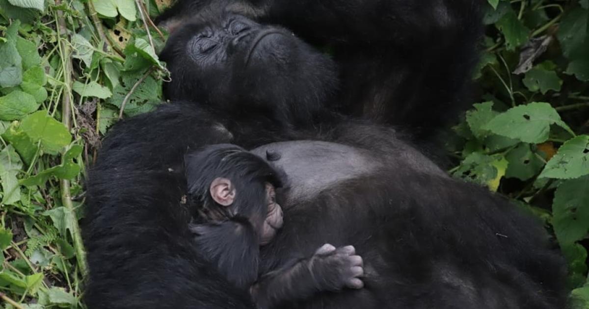 Une famille des gorilles de montagne dans le parc des Virunga 
