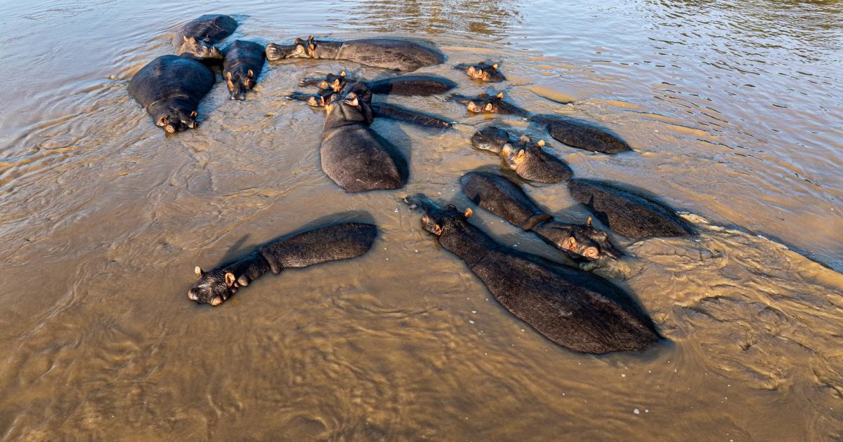 Un groupe d’hippopotames dans le parc des Virunga