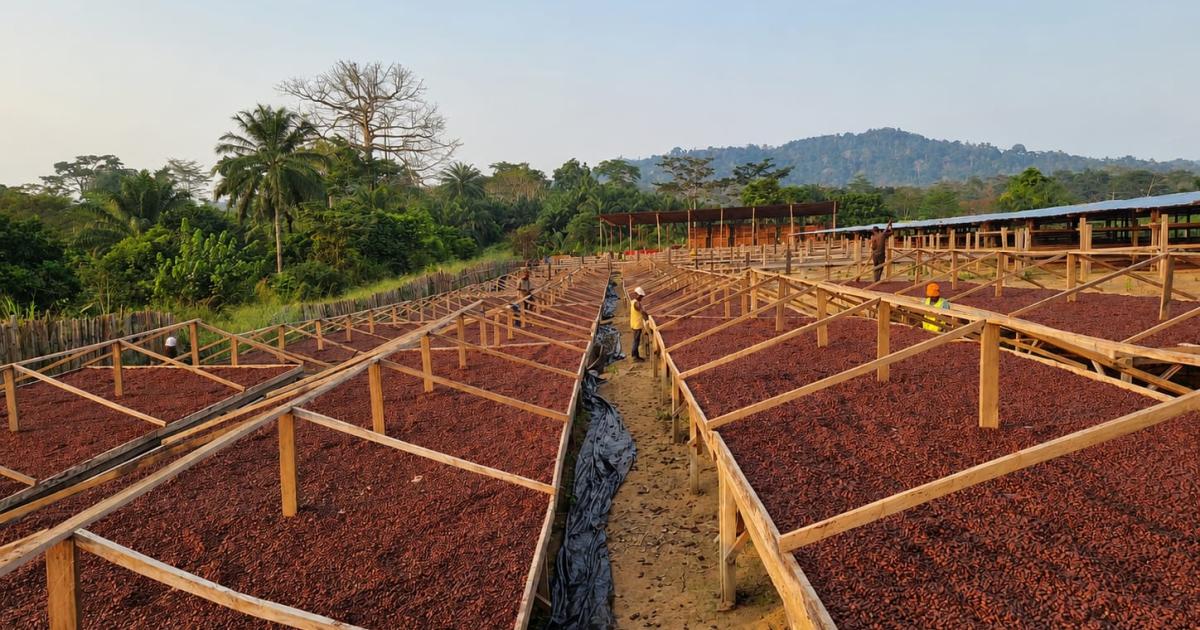 Cacao 