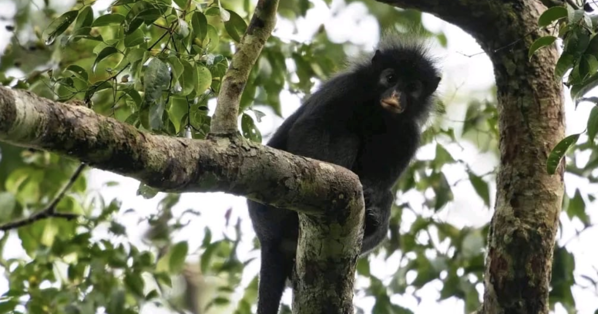 Colobus congoensis