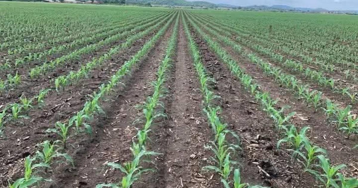 Lualaba: Agricultural Financing at the Heart of the Fight Against Food Dependence