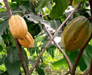 Le cacao cultivé à Komanda/Ph ACTUALITE.CD 