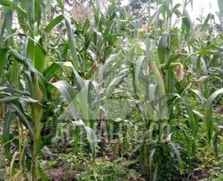 Plantation de maïs. Photo actualite.cd
