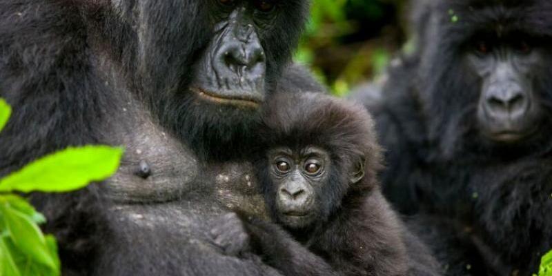 Les gorilles du parc des Virunga