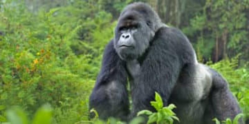 Gorille du Parc national des Virunga/Ph. Droits tiers