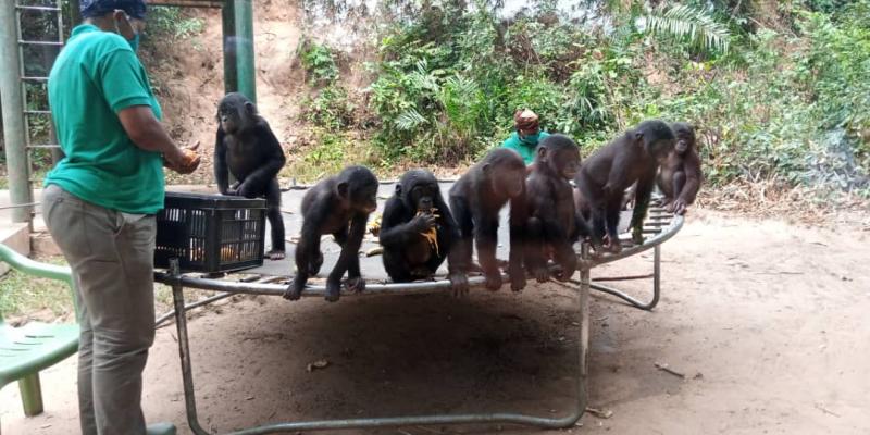 Les bonobos dans un site à 25 km de Kinshasa