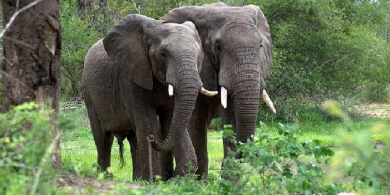 Les Éléphants du Parc National Upemba/Photo Droits tiers 