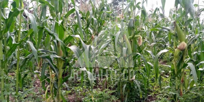 Un champ de maïs dans le territoire de Mambasa/Ph ACTUALITE.CD