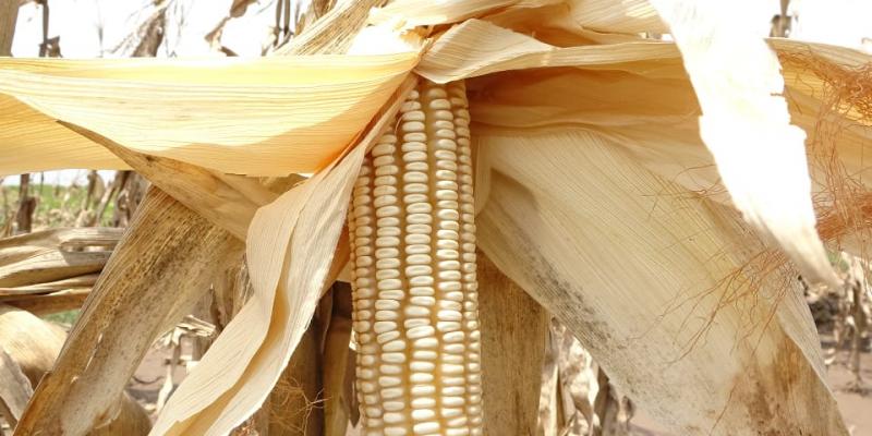 Une plantation de maïs à Bukanga Lonzo. PH/Droits tiers.