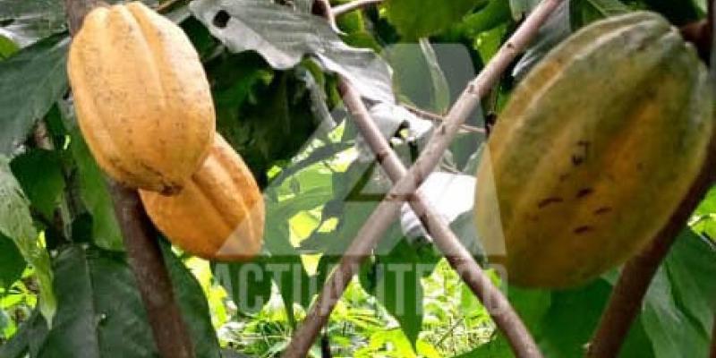 Le cacao cultivé à Komanda/Ph ACTUALITE.CD 