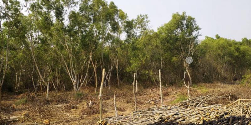 Four de charbon de bois en préparation après la coupe des acacias, au village Ibansi à GUNGU