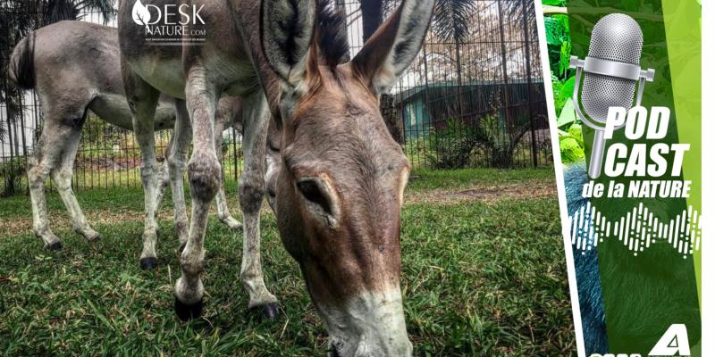 Zoo de Kinshasa