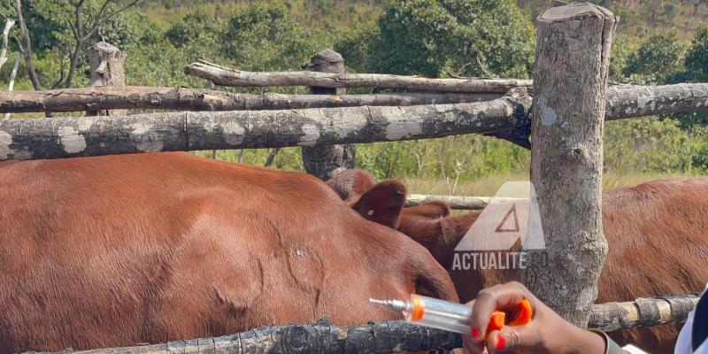 Vaccination des bovins