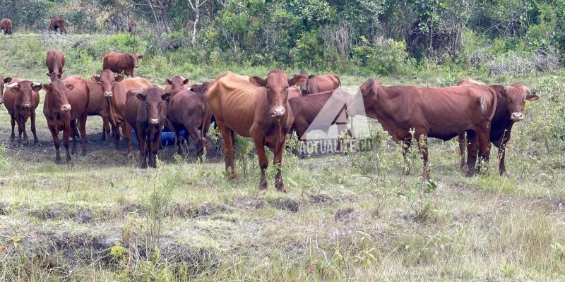 Troupeau de vaches 