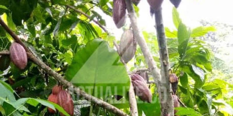 La Cacao dans une plantation à Mambasa