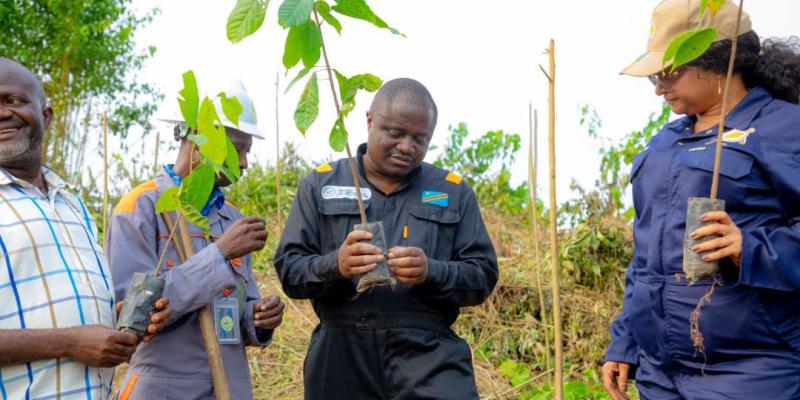 Nzangi plante le cacao