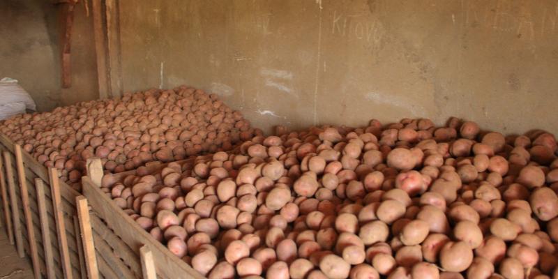 Photo : Dépôt de semence de la pomme de terre de CAPSA Luotu ©GreenAfia 