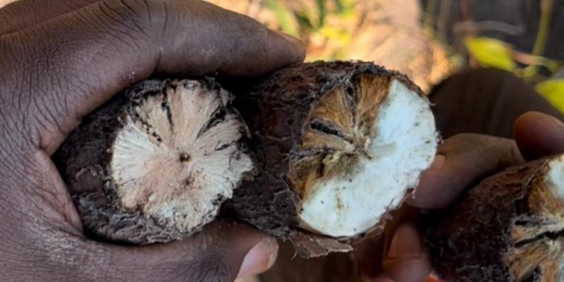 Illustration. Tubercule de manioc pourri