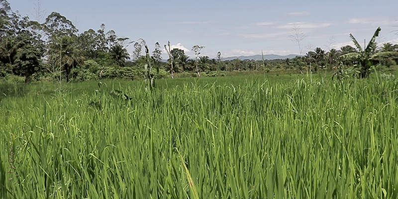 Photo : Champ de riz  à Beni ©GreenAfia 