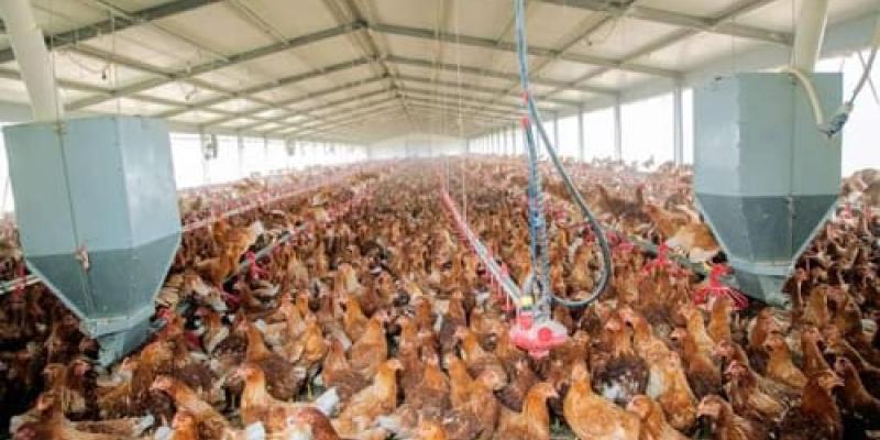 Elevage des poulets de chair à DAIPN