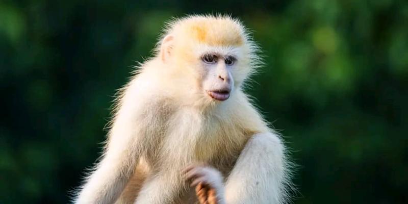 Un singe albinos au parc des Virunga