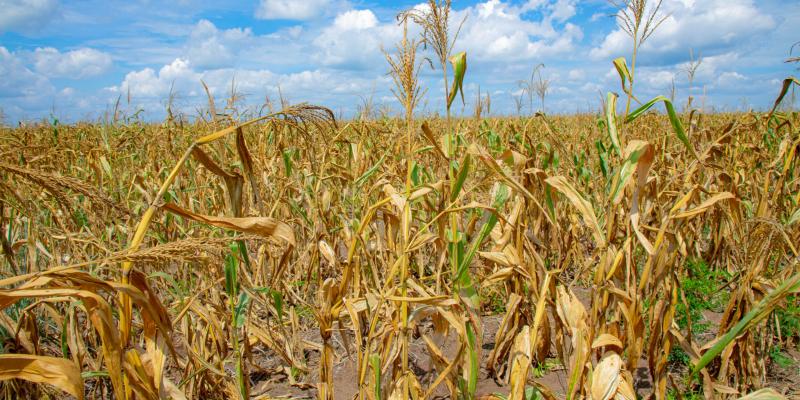 Une plantation dans la province du Kwango