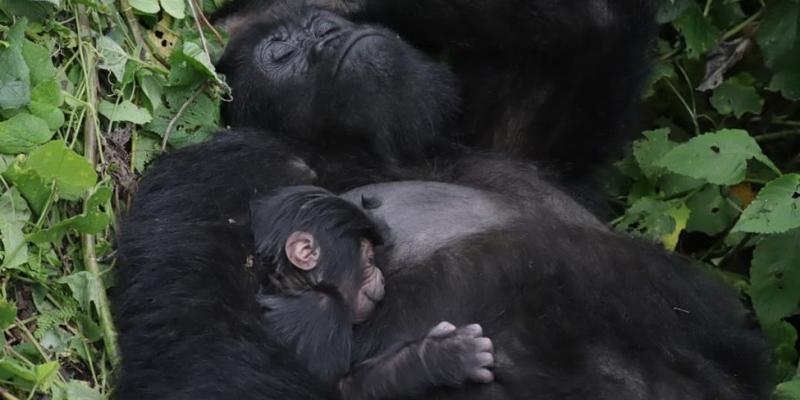 Une famille des gorilles de montagne dans le parc des Virunga 