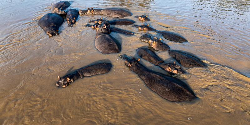 Un groupe d’hippopotames dans le parc des Virunga