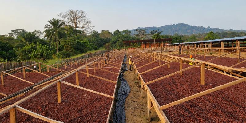 Cacao 