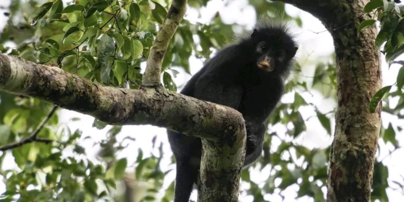 Colobus congoensis