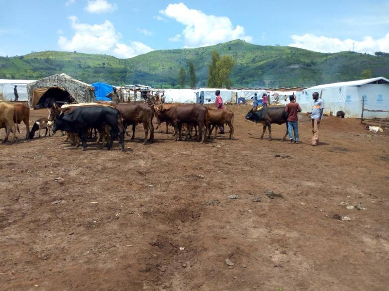 Les réfugiés burundais à Kamanyola