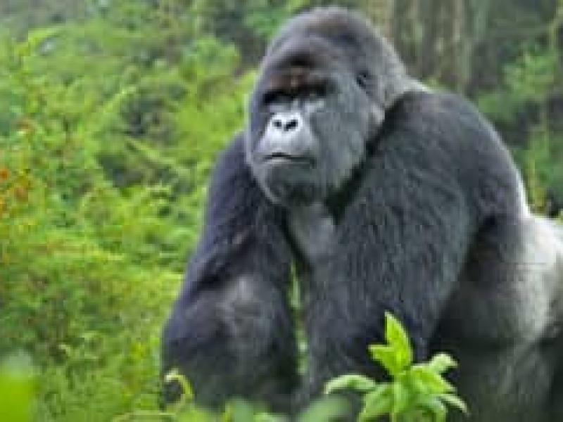 Gorille du Parc national des Virunga/Ph. Droits tiers