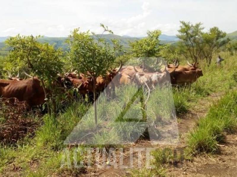 Le cheptel dans une ferme à Irumu, Ituri/Ph ACTUALITE.CD