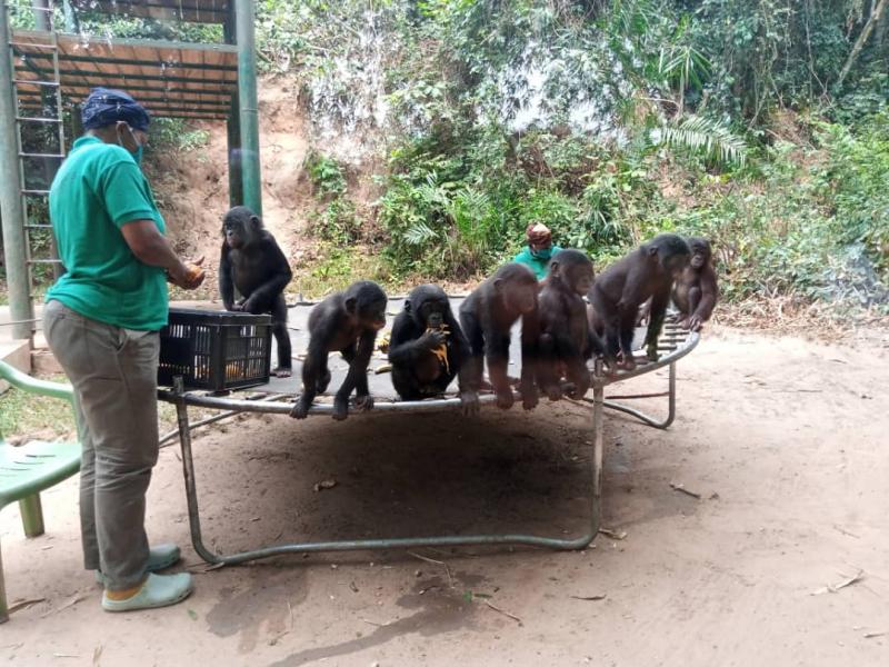 Les bonobos dans un site à 25 km de Kinshasa