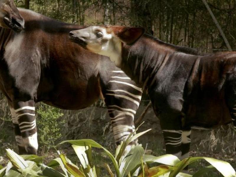 Deux Okapi dans la RFO/Ph. Droits tiers