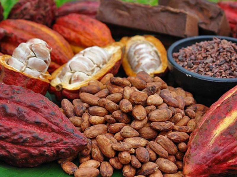 Cacao RDC