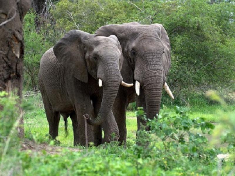 Les Éléphants du Parc National Upemba/Photo Droits tiers 