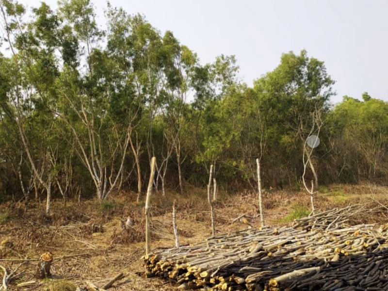 Four de charbon de bois en préparation après la coupe des acacias, au village Ibansi à GUNGU
