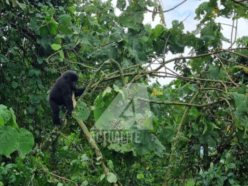 Gorille de montagne, Parc des Virunga 