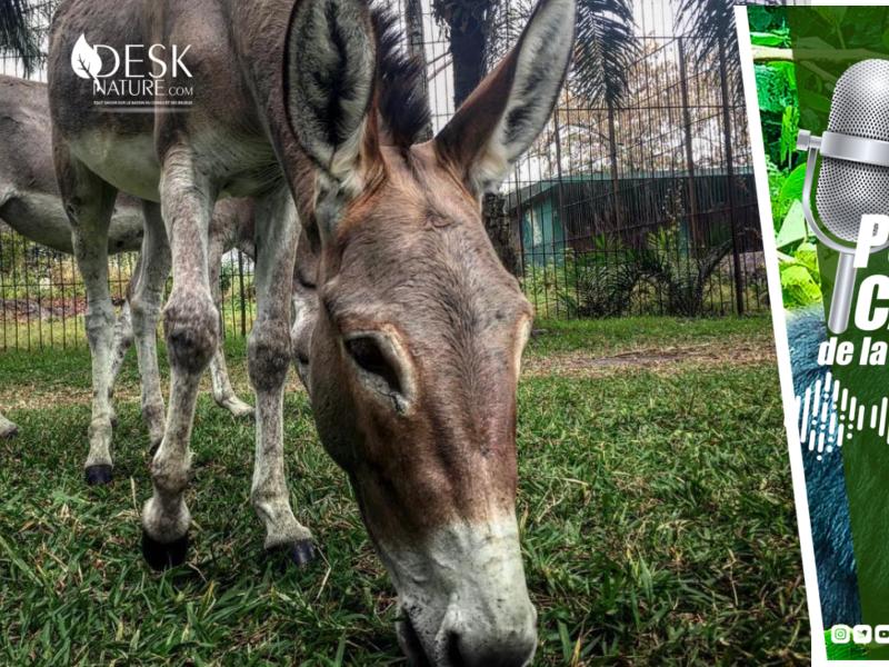 Zoo de Kinshasa