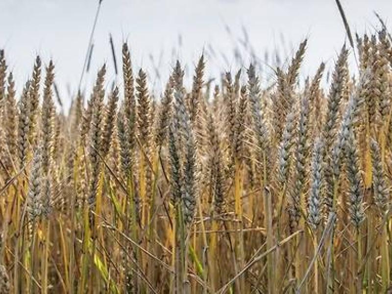 A eux seuls, la Russie et l'Ukraine représentent environ 30 % du commerce international de blé. © YANN AVRIL/Biosphoto via AFP