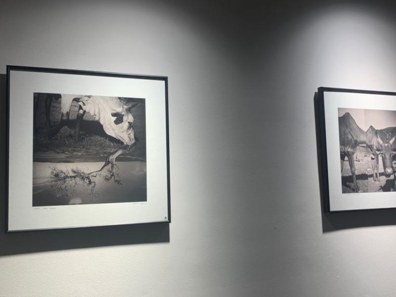 Foto