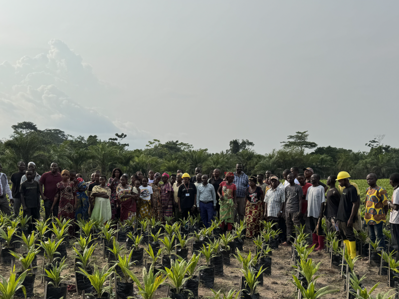 Une plantation dans la province de la Tshopo