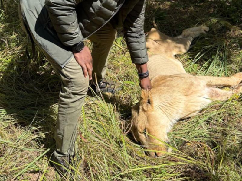 Lion maitrisé. Ph. droits tiers