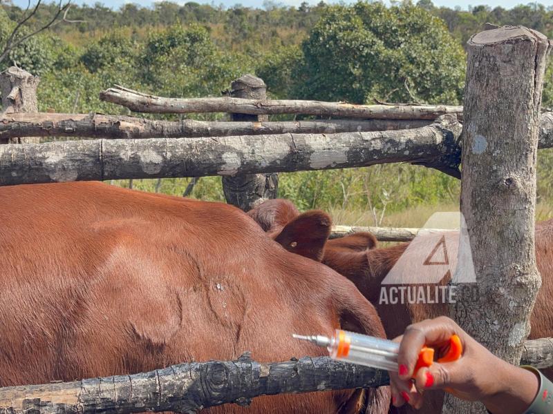 Vaccination des bovins