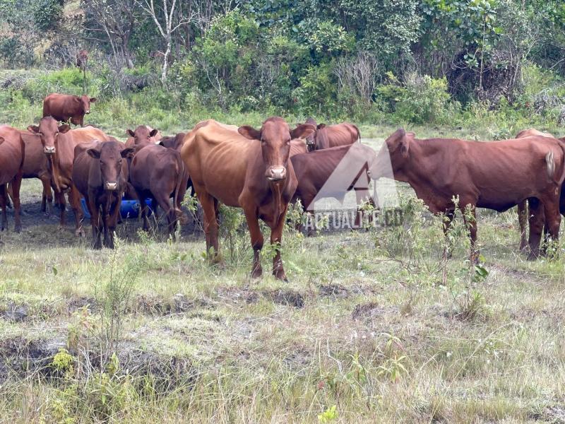 Troupeau de vaches 