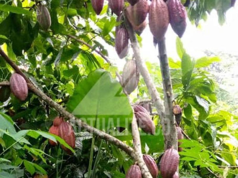 La Cacao dans une plantation à Mambasa