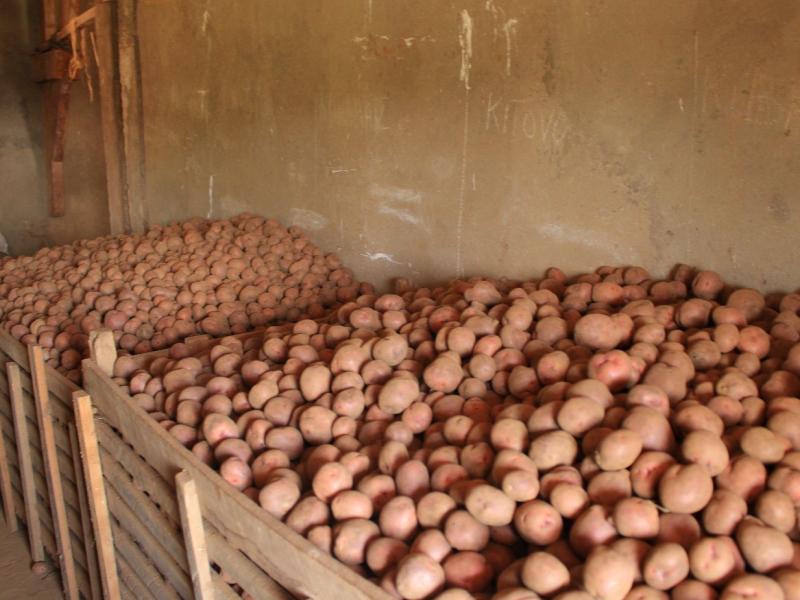 Photo : Dépôt de semence de la pomme de terre de CAPSA Luotu ©GreenAfia 